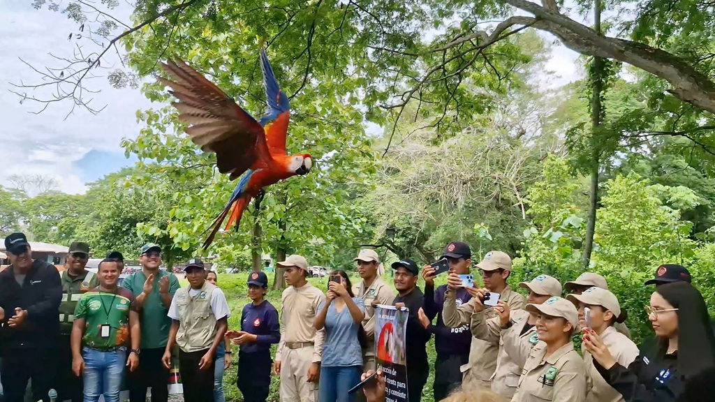 Liberadas guacamayas bandera