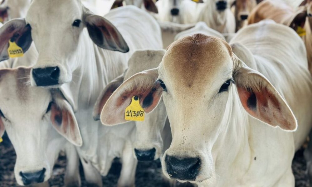 Mantienen precio de la carne a puerta de corral - Agencia Carabobeña de Noticias