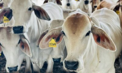 Mantienen precio de la carne a puerta de corral - Agencia Carabobeña de Noticias
