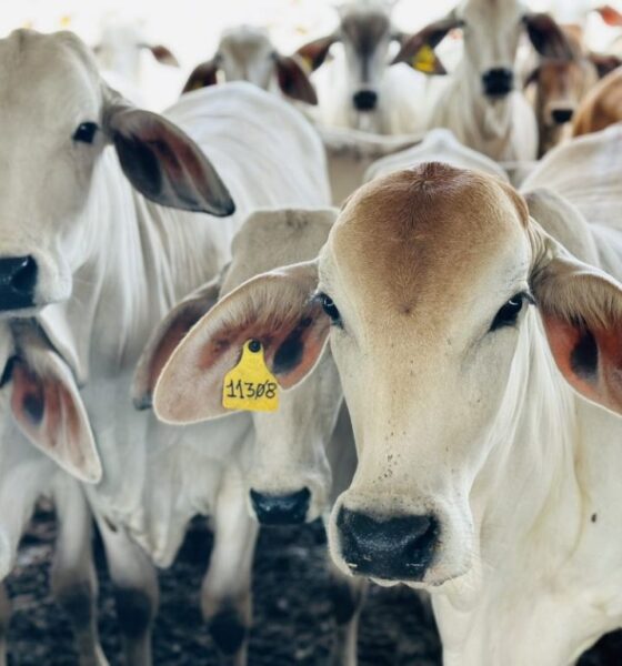 Mantienen precio de la carne a puerta de corral - Agencia Carabobeña de Noticias