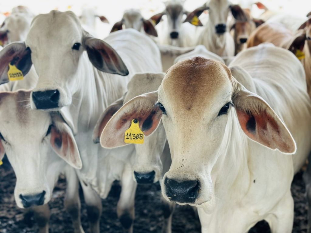 Mantienen precio de la carne a puerta de corral - Agencia Carabobeña de Noticias