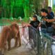 Parque Draculandia recibió excursiones - Agencia Carabobeña de Noticias