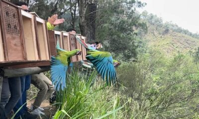 guacamayas Waraira Repano