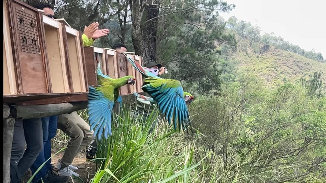 guacamayas Waraira Repano