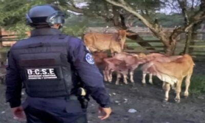 Frustran secuestro de dos productores agropecuarios - Agencia Carabobeña de Noticias
