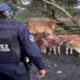 Frustran secuestro de dos productores agropecuarios - Agencia Carabobeña de Noticias