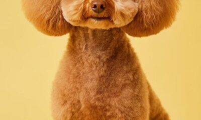 Grooming Fest Venezuela - Agencia Carabobeña de Noticias