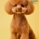Grooming Fest Venezuela - Agencia Carabobeña de Noticias