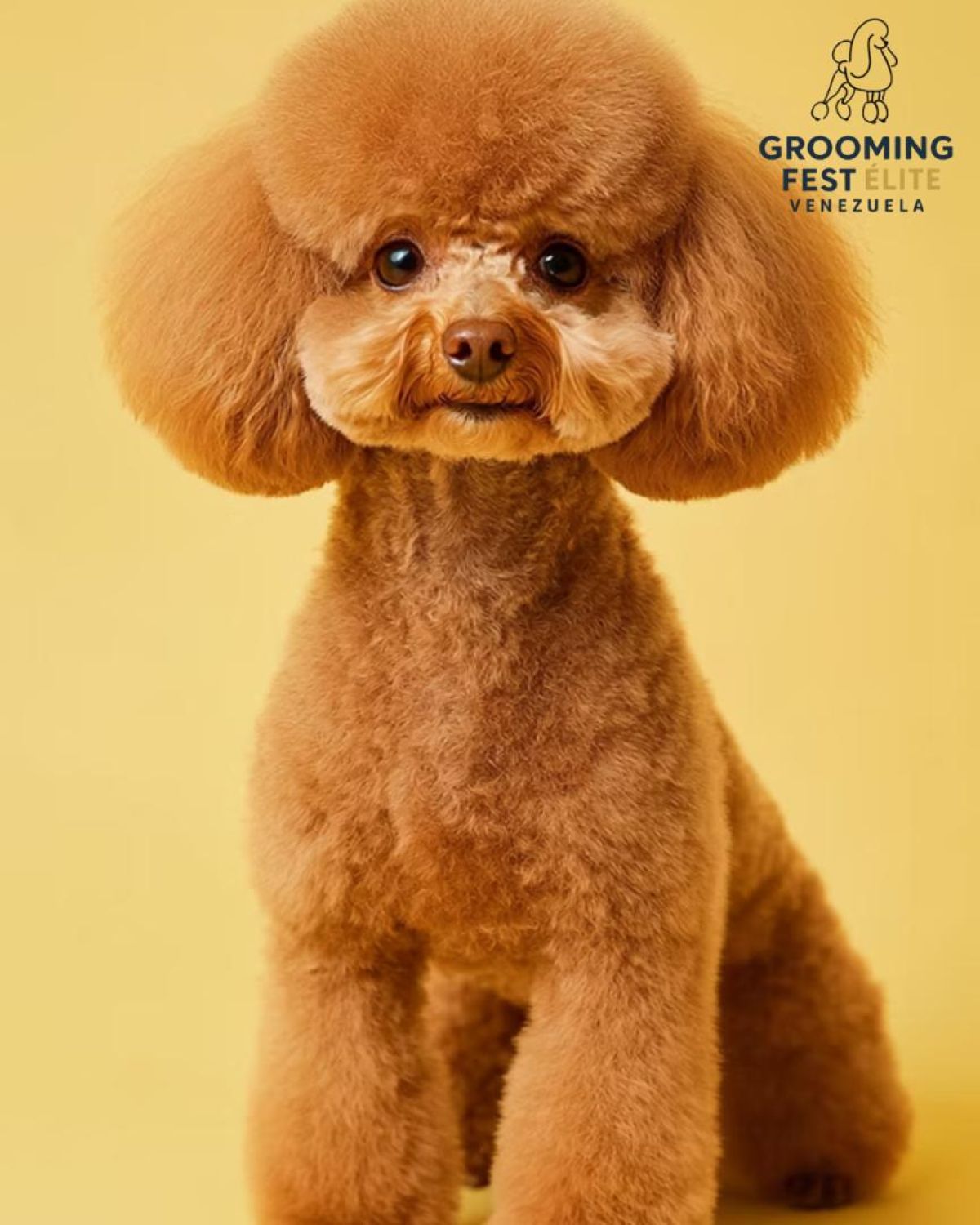 Grooming Fest Venezuela - Agencia Carabobeña de Noticias