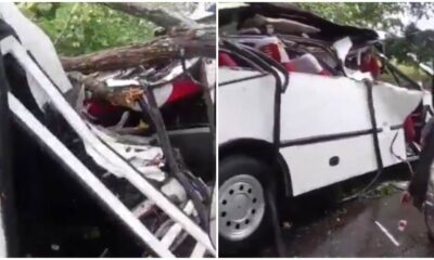 árbol cayó Encava táchira - Agencia Carabobeña de Noticias - acn