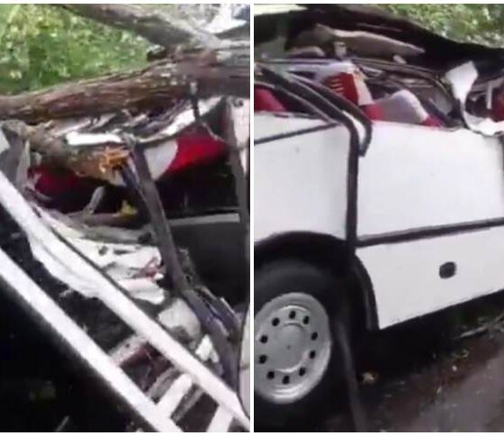 árbol cayó Encava táchira - Agencia Carabobeña de Noticias - acn