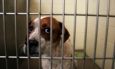 Penas por maltrato animal - Agencia Carabobeña de Noticias