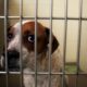 Penas por maltrato animal - Agencia Carabobeña de Noticias