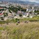 Ministerio Ecosocialismo 74 mil plantas