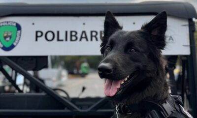 PoliBaruta Brigada Canina