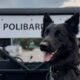 PoliBaruta Brigada Canina