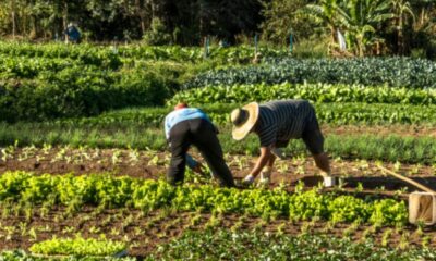 Venezuela anuncia inversión agrícola - Agencia Carabobeña de Noticias
