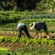 Venezuela anuncia inversión agrícola - Agencia Carabobeña de Noticias