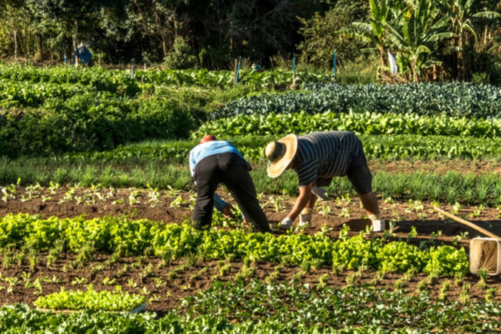 Venezuela anuncia inversión agrícola - Agencia Carabobeña de Noticias