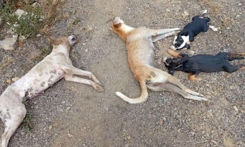 Envenenamiento de cuatro perros - Agencia Carabobeña de Noticias