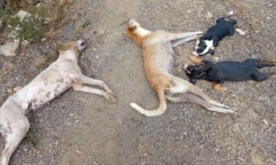 Envenenamiento de cuatro perros - Agencia Carabobeña de Noticias