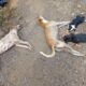 Envenenamiento de cuatro perros - Agencia Carabobeña de Noticias