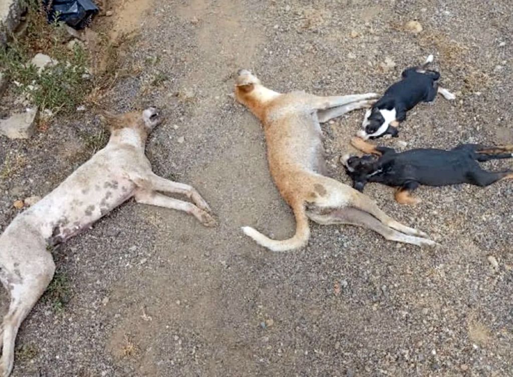 Envenenamiento de cuatro perros - Agencia Carabobeña de Noticias
