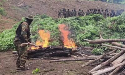 Destruyen 6 hectáreas de marihuana - Agencia Carabobeña de Noticias