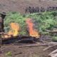 Destruyen 6 hectáreas de marihuana - Agencia Carabobeña de Noticias