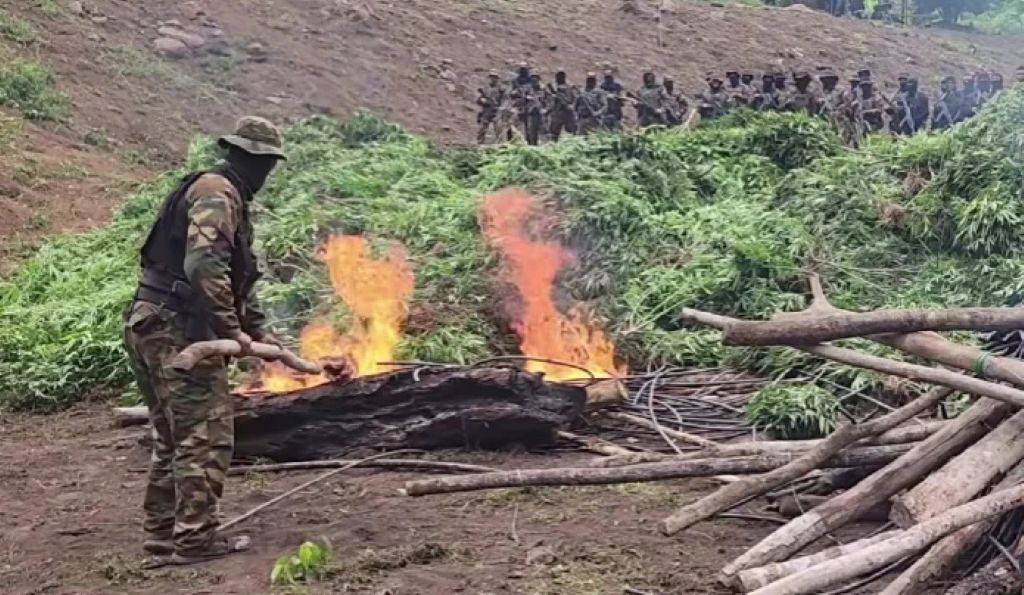 Destruyen 6 hectáreas de marihuana - Agencia Carabobeña de Noticias