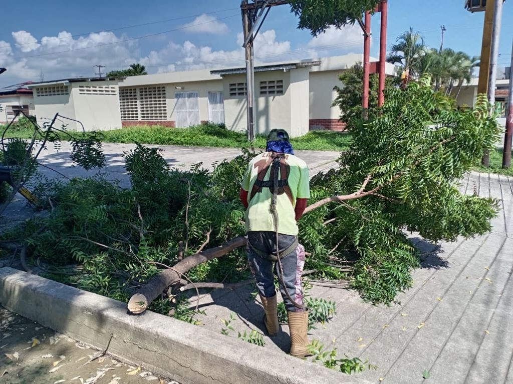 Gobierno de Carabobo realizó trabajos de poda - Agencia Carabobeña de Noticias
