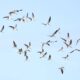 Ruta turística Aviturismo Carabobo 2025 - Agencia Carabobeña de Noticias