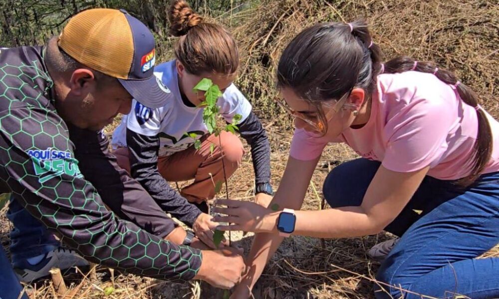 Más de 2 mil árboles sembrados en Parque Nacional Henri Pittier - Agencia Carabobeña de Noticias