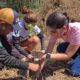 Más de 2 mil árboles sembrados en Parque Nacional Henri Pittier - Agencia Carabobeña de Noticias