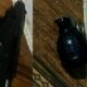 Muere Bombillo - Agencia Carabobeña de Noticias