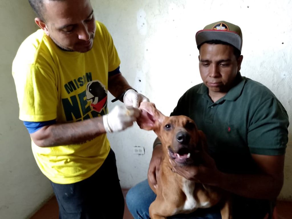 Misión Nevado y Alcaldía de Bejuma atendieron a 207 mascotas - Agencia Carabobeña de Noticias
