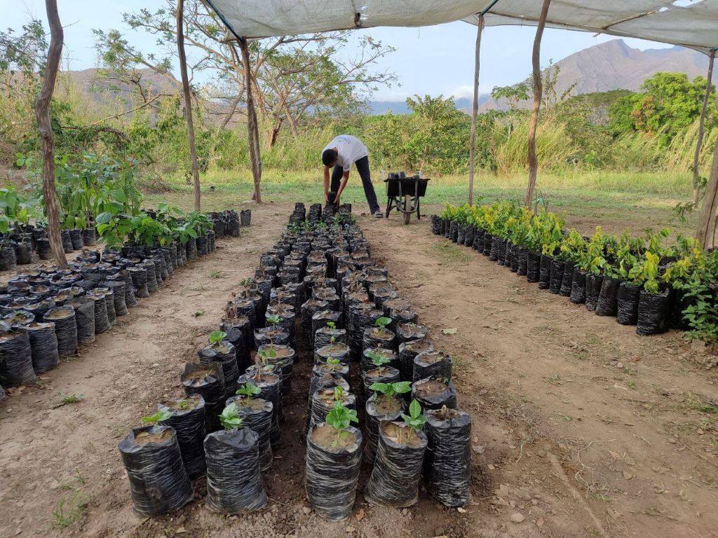 Avanza elaboración de sustrato orgánico y germinación de semillas - Agencia Carabobeña de Noticias