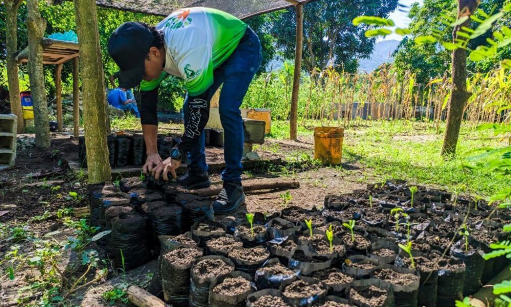 Avanza elaboración de sustrato orgánico y germinación de semillas - Agencia Carabobeña de Noticias