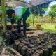 Avanza elaboración de sustrato orgánico y germinación de semillas - Agencia Carabobeña de Noticias