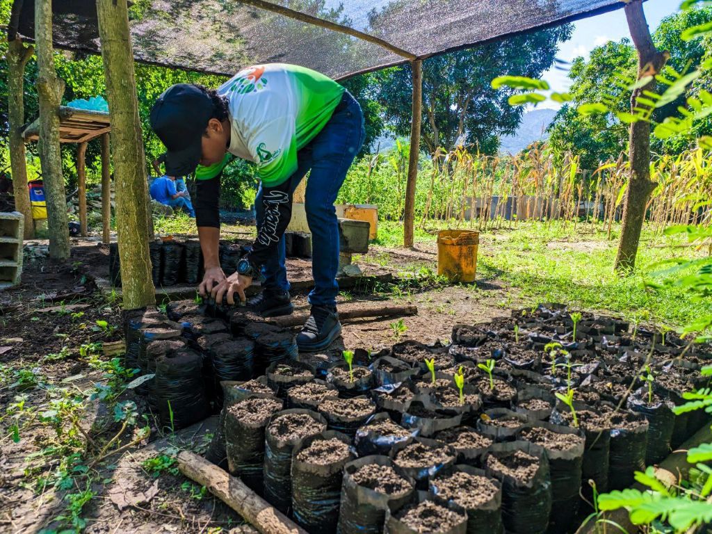 Avanza elaboración de sustrato orgánico y germinación de semillas - Agencia Carabobeña de Noticias