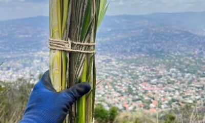 Palmeros de Chacao