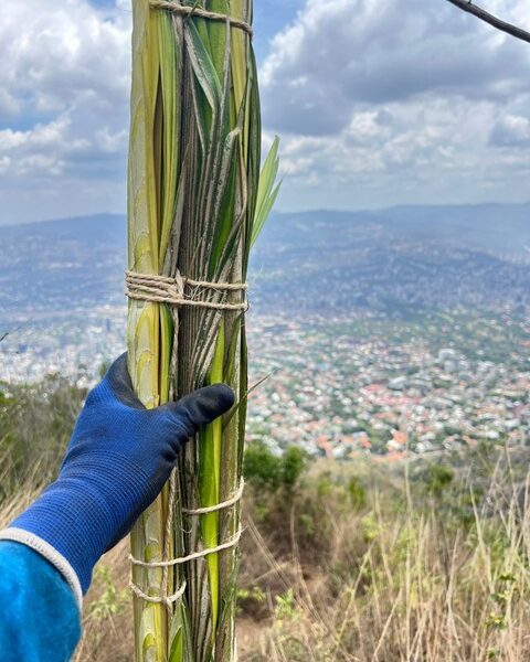 Palmeros de Chacao