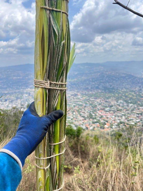 Palmeros de Chacao