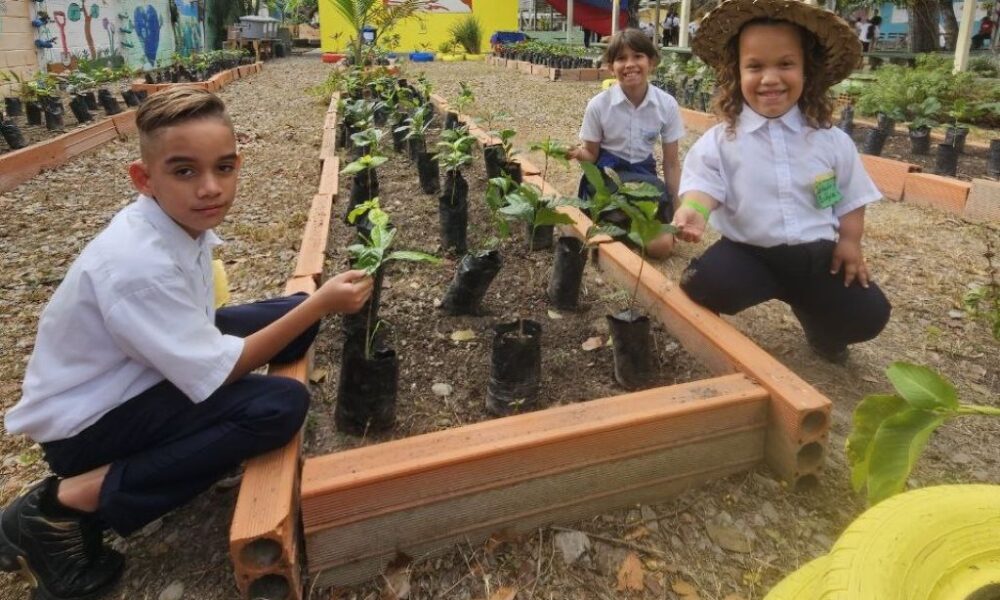 más de 300 plántulas de café y cacao sembradas - Agencia Carabobeña de Noticias
