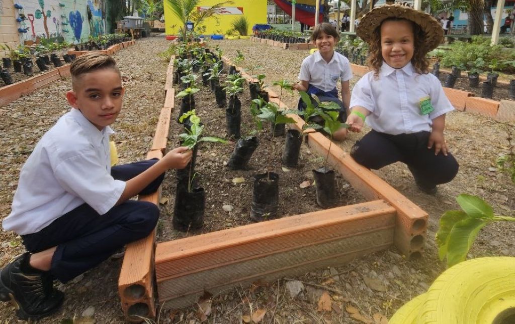 más de 300 plántulas de café y cacao sembradas - Agencia Carabobeña de Noticias