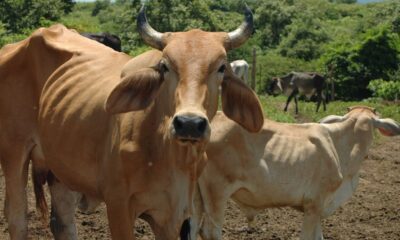 Más de millón y medio de cabeza de ganado - Agencia Carabobeña de Noticias