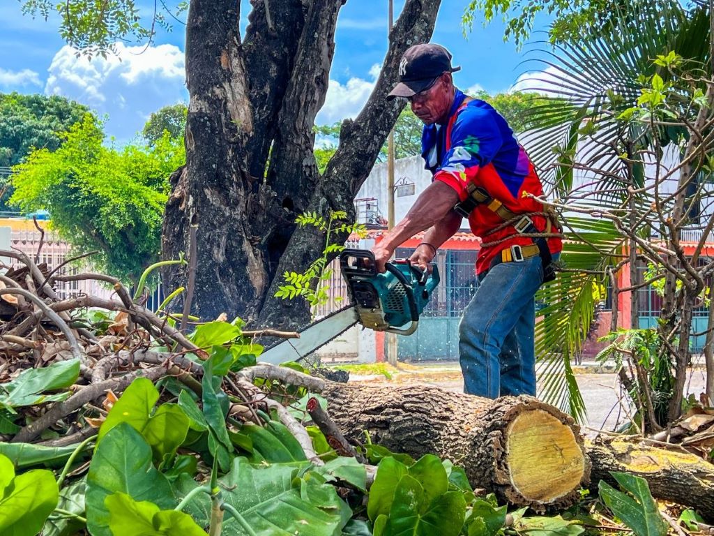 Plan Preventivo de Poda Fitosanitaria en Naguanagua - Agencia Carabobeña de Noticias