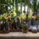 Taller de bromelias Caracas