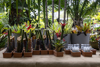 Taller de bromelias Caracas