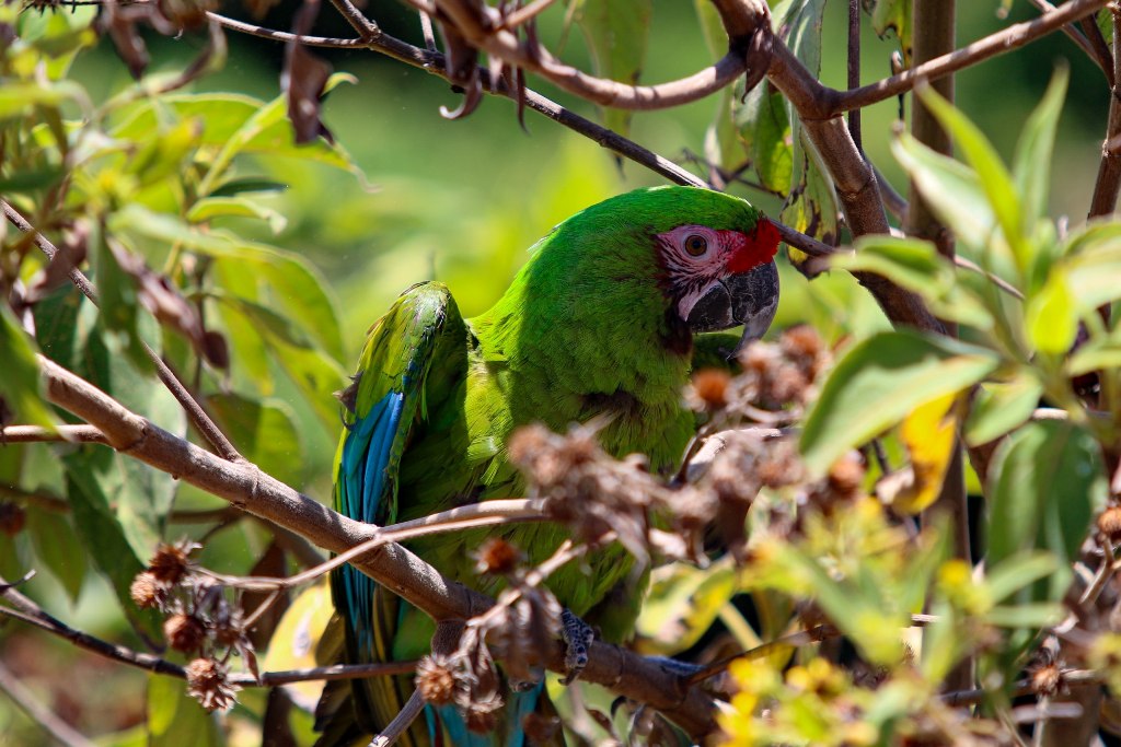 Tucancitos hábitat Caracas